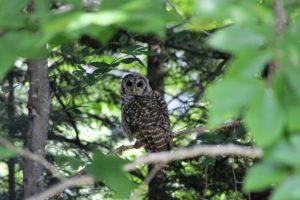 Barred Owl_Morin