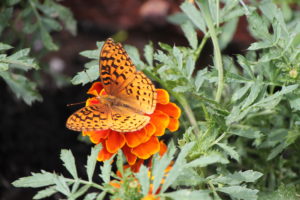 Orange Butterfly Orange Flower_Lemieux