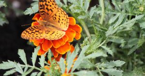orange_butterfly5